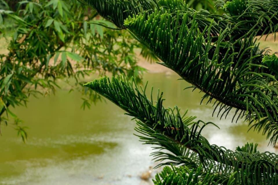 Sadhara River View Lodge Kandy Dış mekan fotoğraf